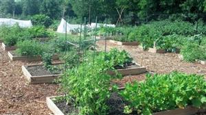 Community Garden